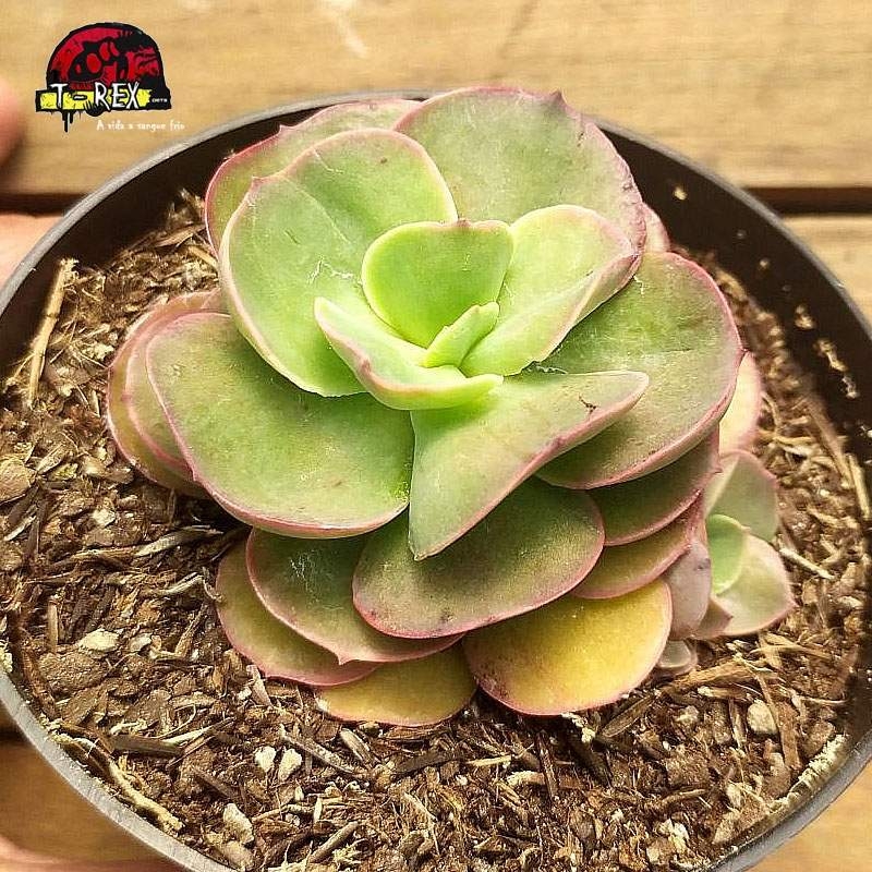 comprar planta suculenta echeveria gibbiflora suyan