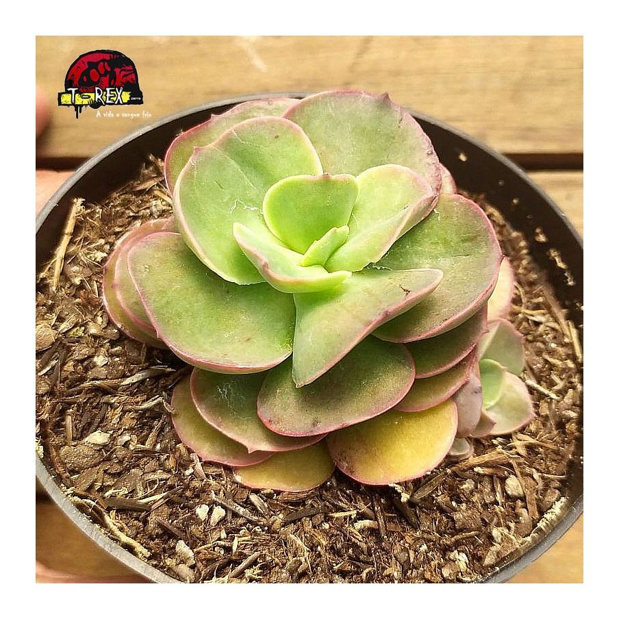 comprar planta suculenta echeveria gibbiflora suyan