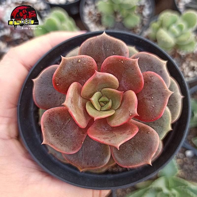 planta suculenta echeveria vampire red ball