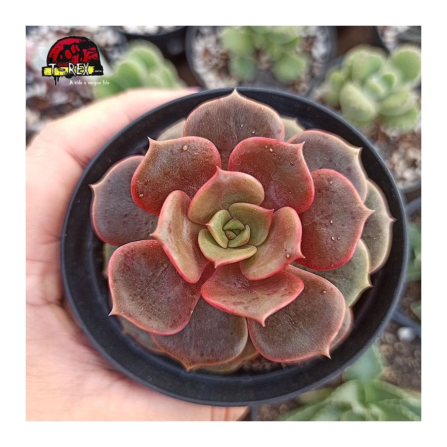 planta suculenta echeveria vampire red ball