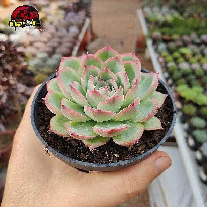 comprar planta suculenta echeveria ice