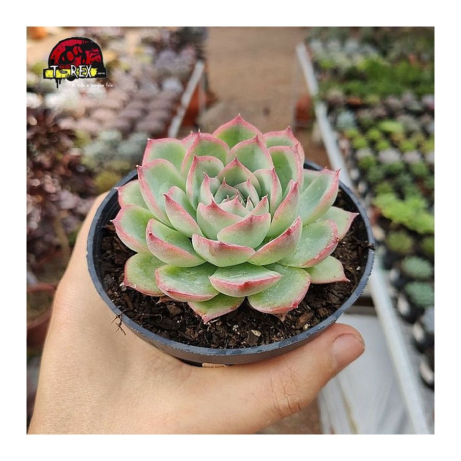 comprar planta suculenta echeveria ice