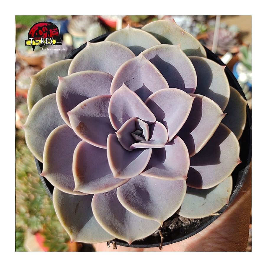 comprar planta suculenta echeveria perle von nurnberg