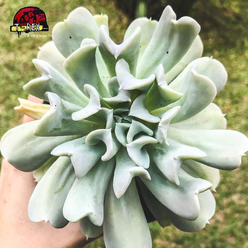 compra planta suculenta echeveria runyonni topsy turvy