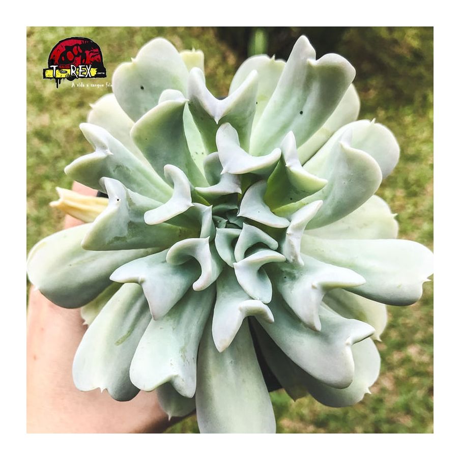 compra planta suculenta echeveria runyonni topsy turvy