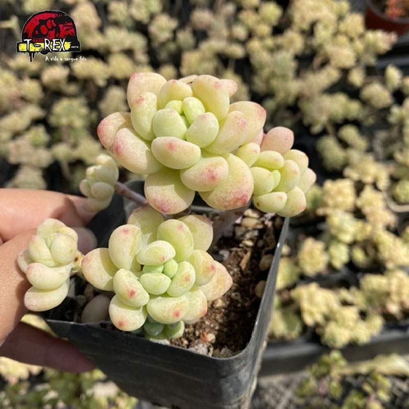 comprar planta carnivora sedum clavatum