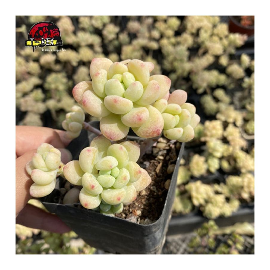 comprar planta carnivora sedum clavatum