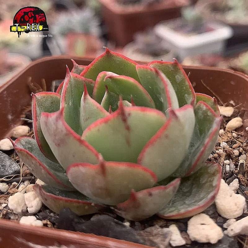 comprar suculenta echeveria yan jin