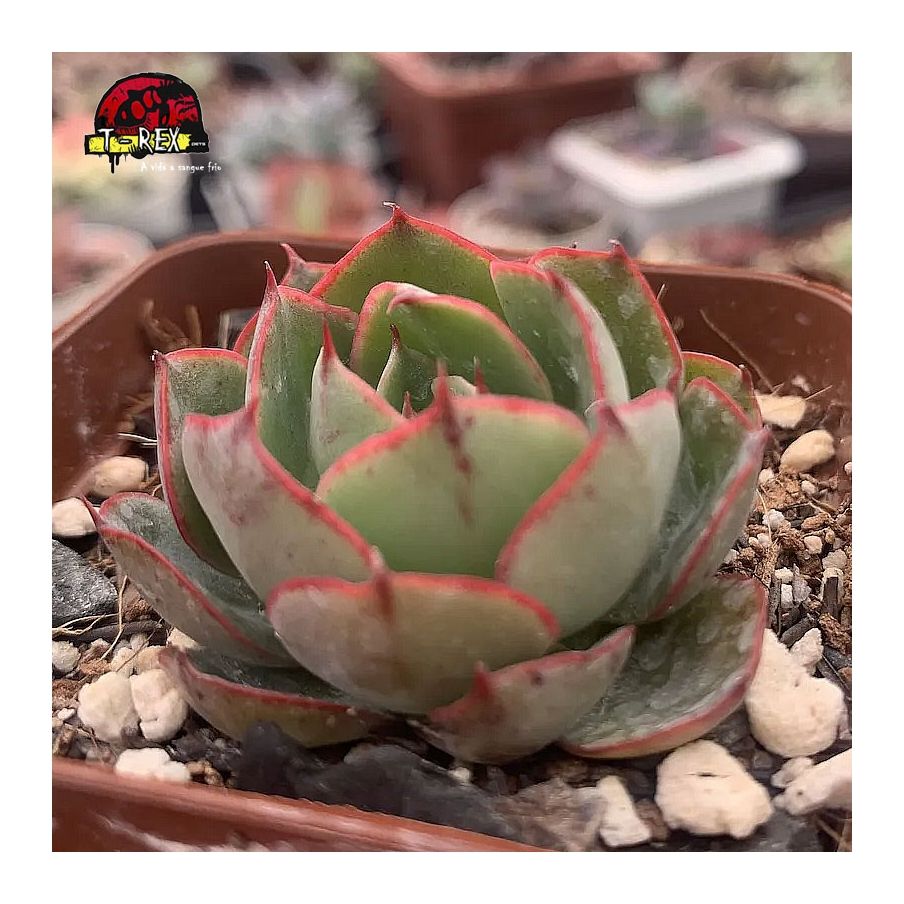 comprar suculenta echeveria yan jin