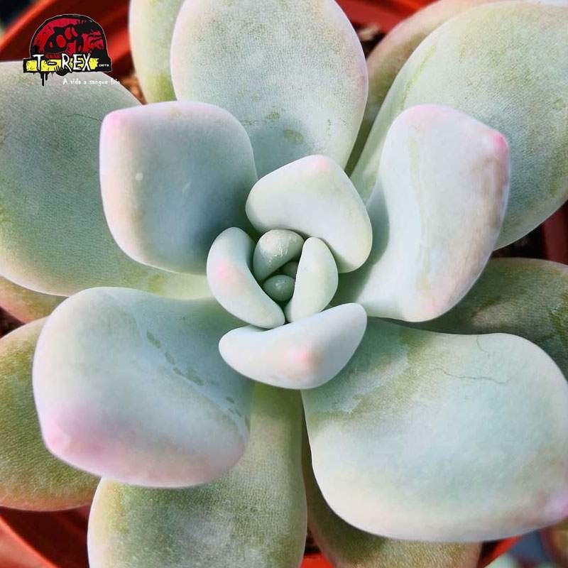 comprar suculenta echeveria opalina