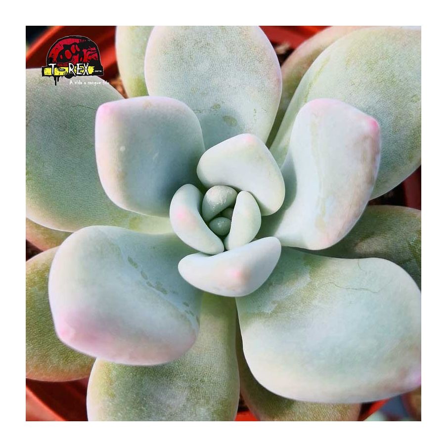 comprar suculenta echeveria opalina