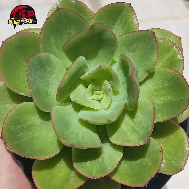 comprar suculenta echeveria lawrence