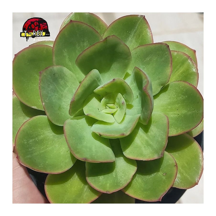 comprar suculenta echeveria lawrence