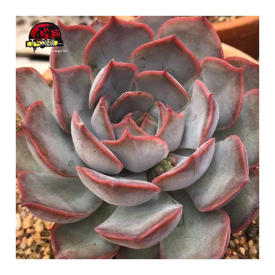 comprar suculenta echeveria dark ice