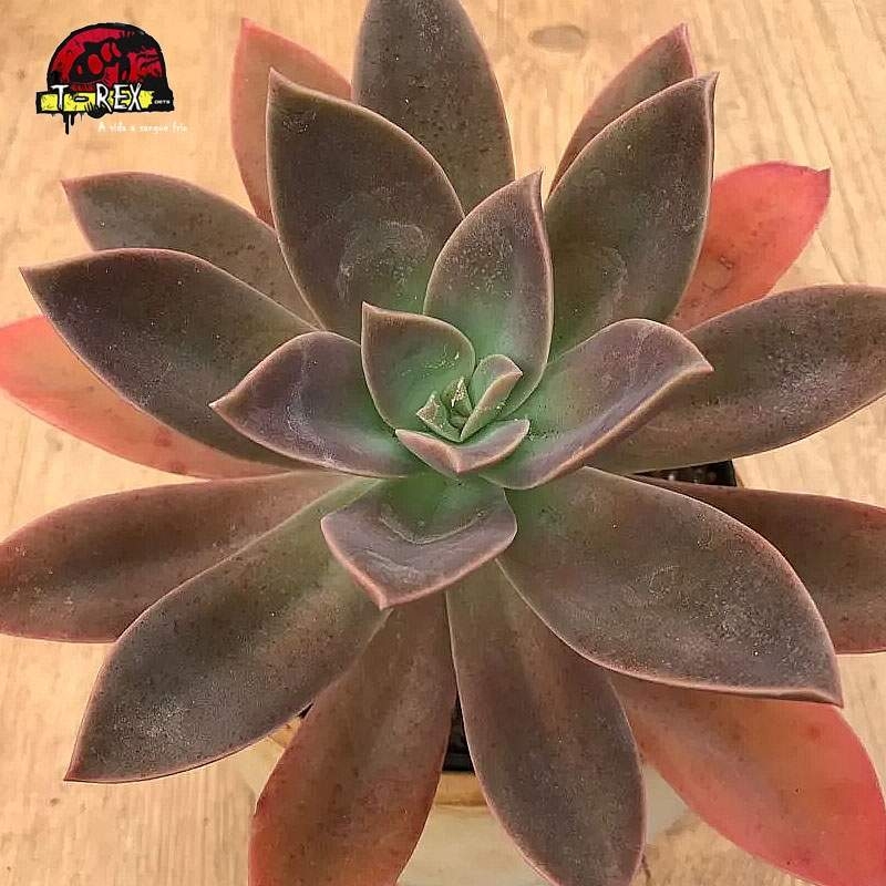 comprar planta suculenta graptoveria fred ives