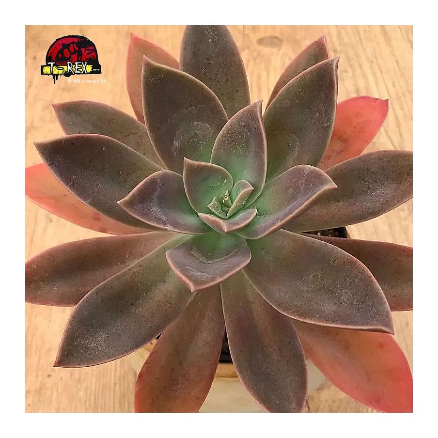 comprar planta suculenta graptoveria fred ives