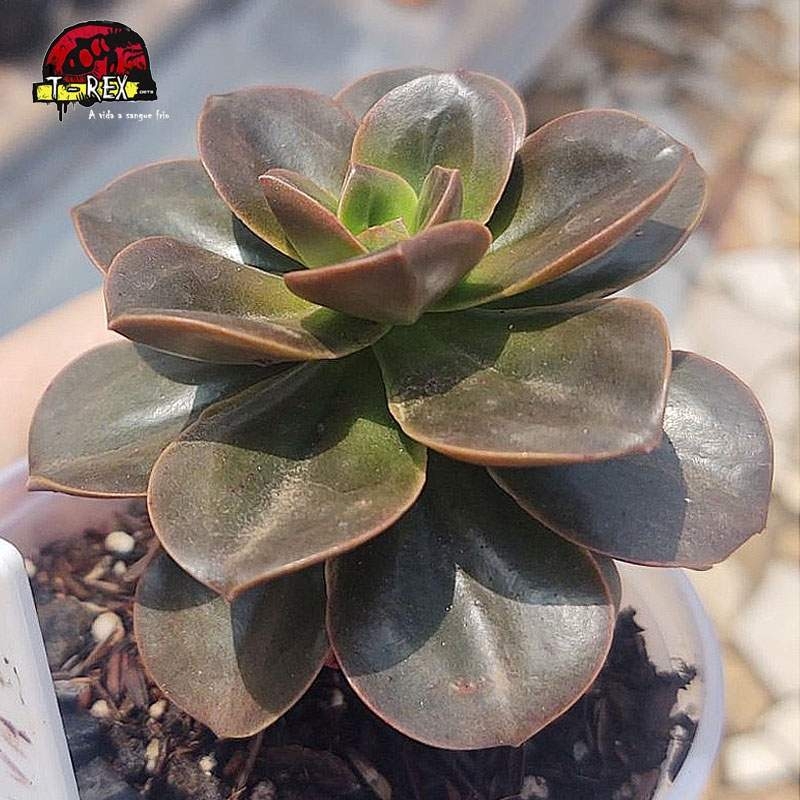 comprar suculenta echeveria melaco