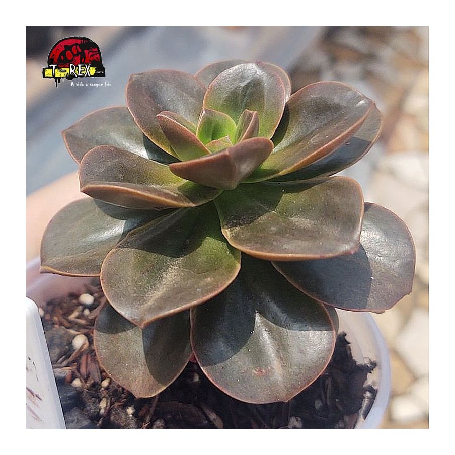 comprar suculenta echeveria melaco