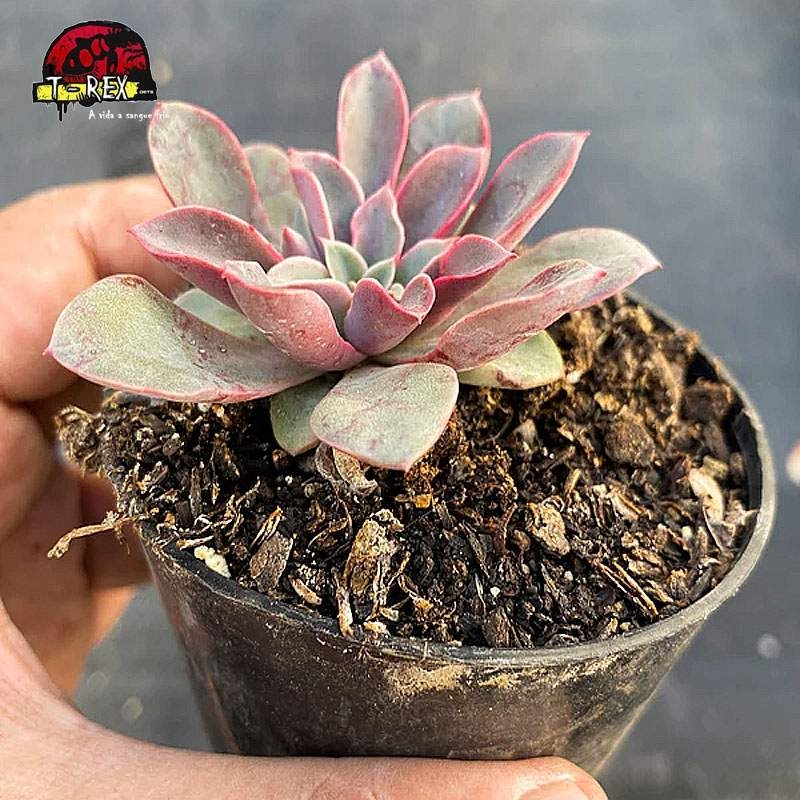 comprar planta suculenta echeveria fantastic fountain