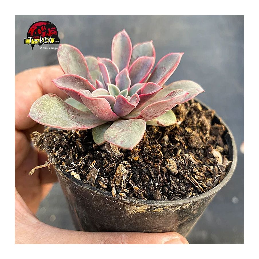 comprar planta suculenta echeveria fantastic fountain