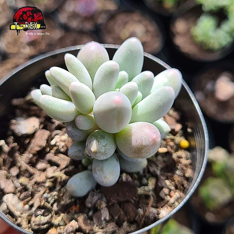 comprar suculenta pachyphytum baby finger