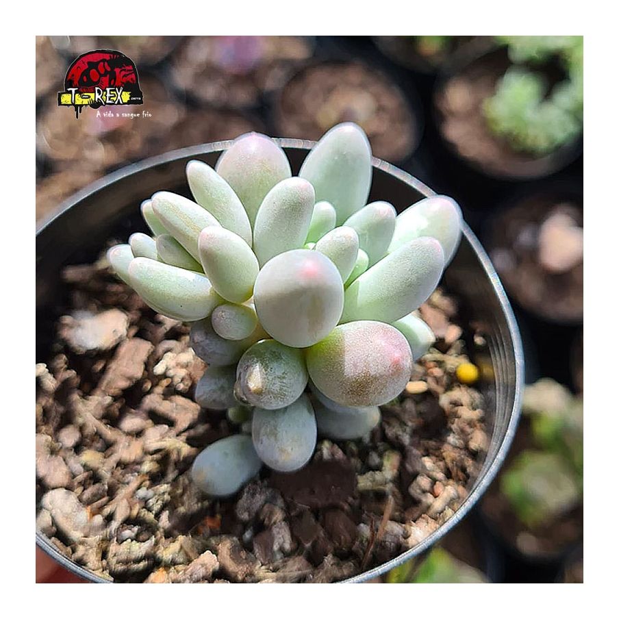 comprar suculenta pachyphytum baby finger