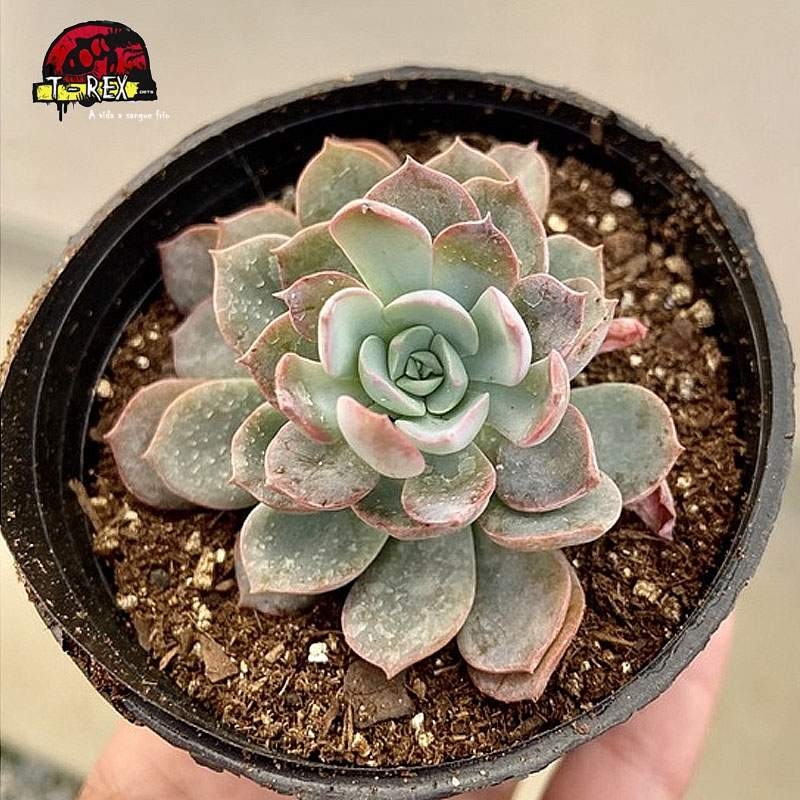 comprar suculenta echeveria angel