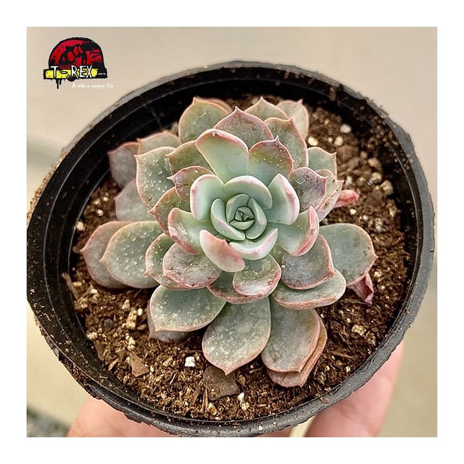 comprar suculenta echeveria angel