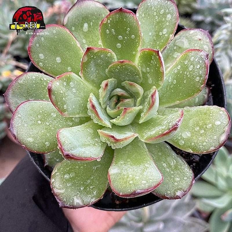 comprar suculenta echeveria flamenco