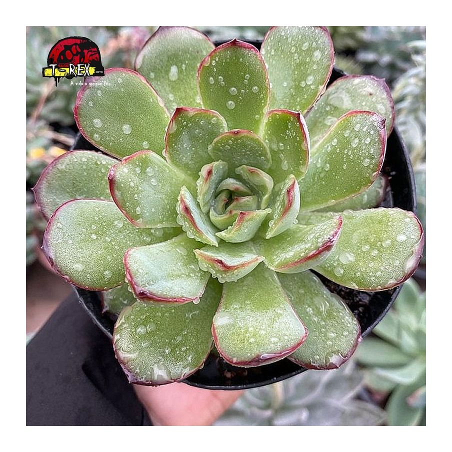 comprar suculenta echeveria flamenco