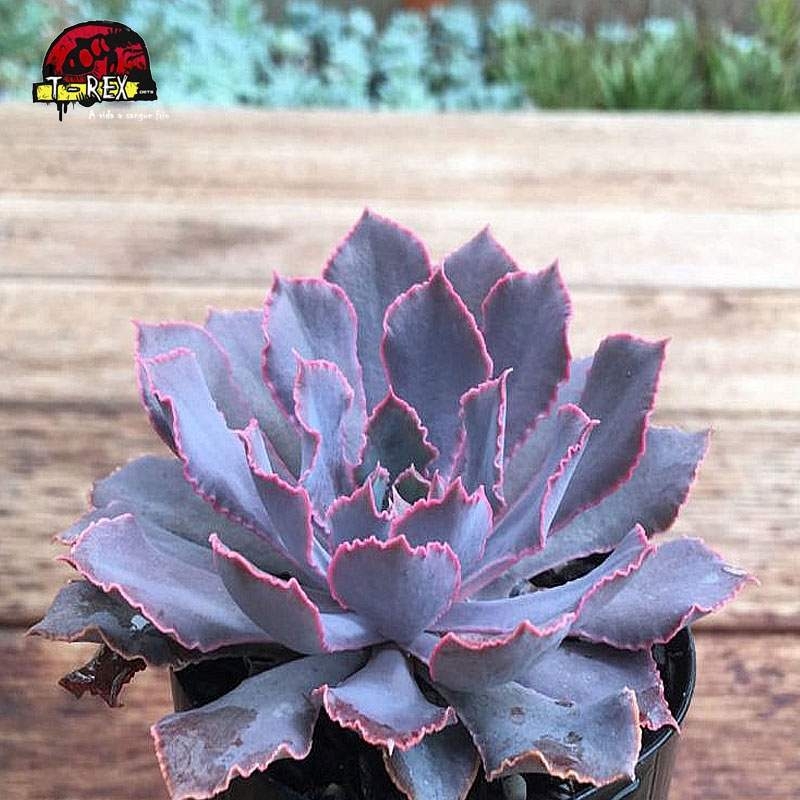 comprar suculenta echeveria shaviana pink frills