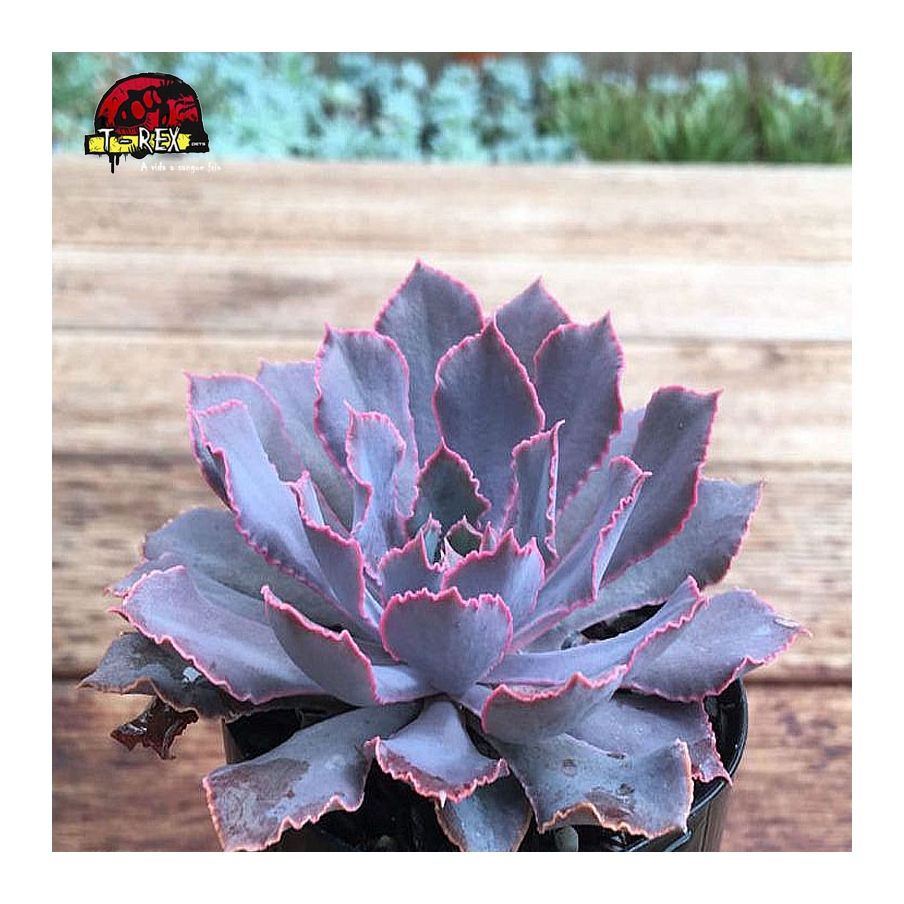 comprar suculenta echeveria shaviana pink frills