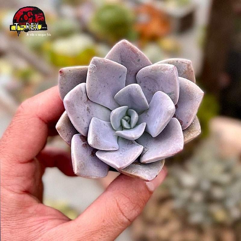 comprar planta suculenta graptoveria  debbie