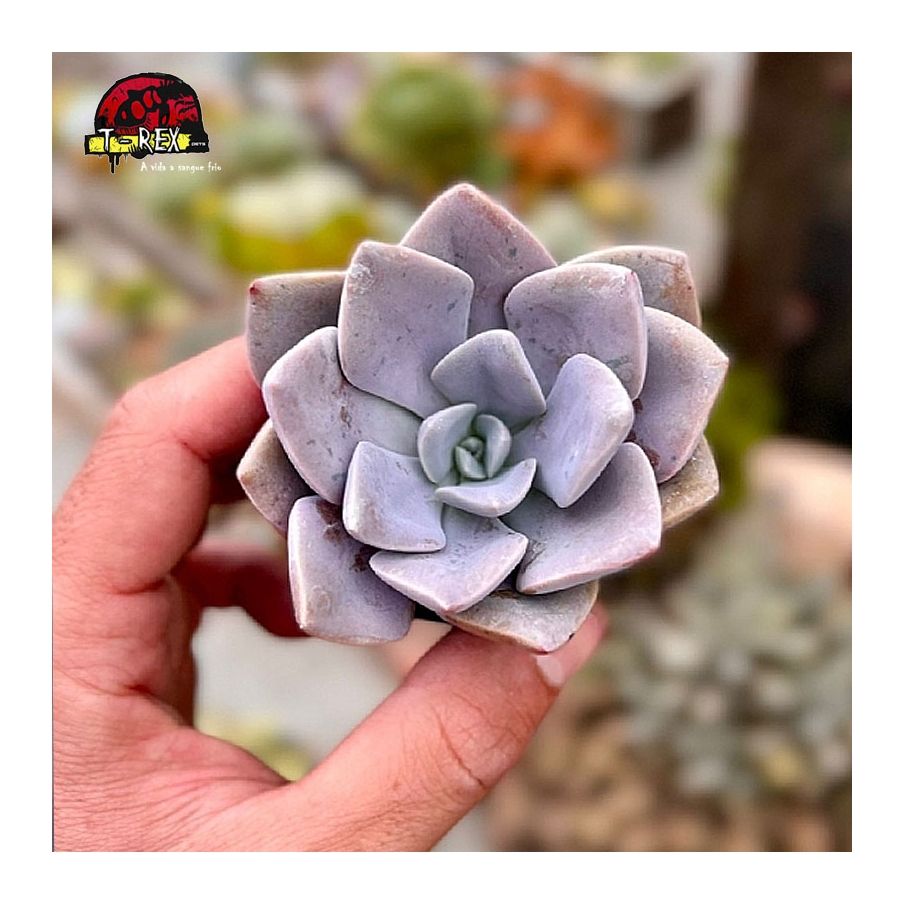 comprar planta suculenta graptoveria  debbie