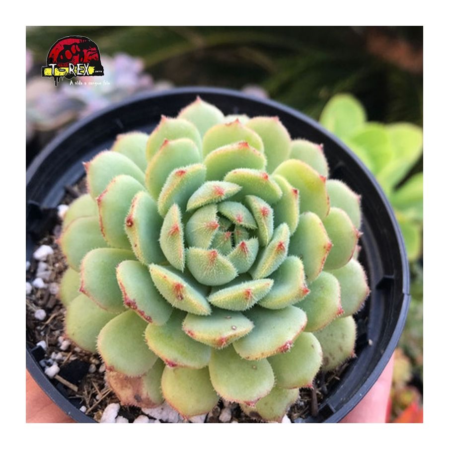 comprar suculenta echeveria dorette