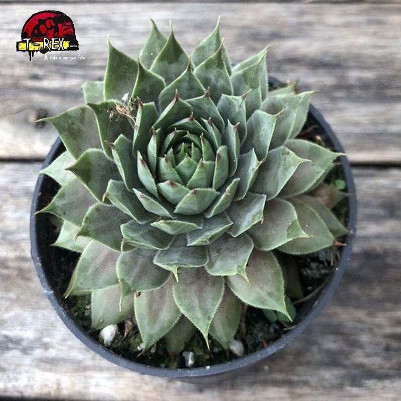 comprar suculenta sempervivum blue ice