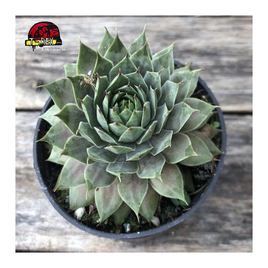 comprar suculenta sempervivum blue ice