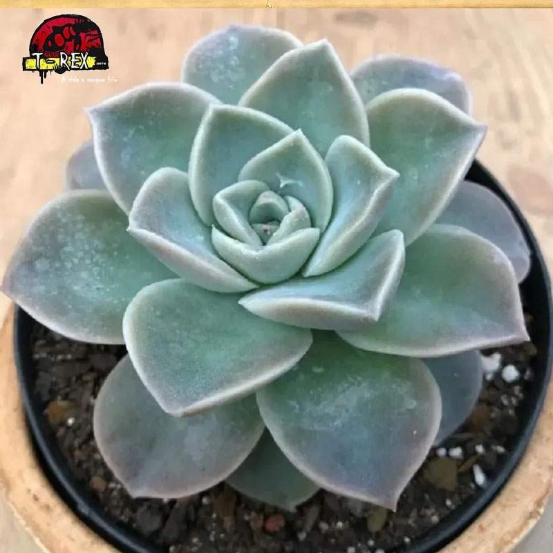 comprar suculenta graptoveria fantome