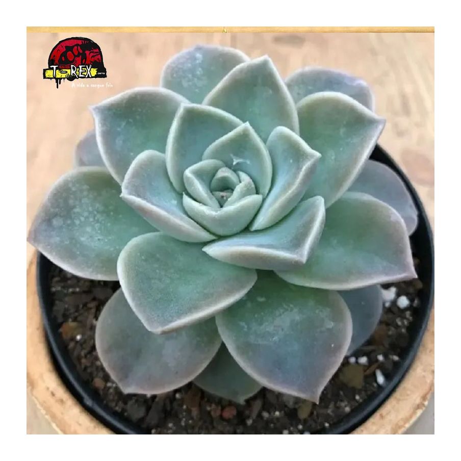 comprar suculenta graptoveria fantome