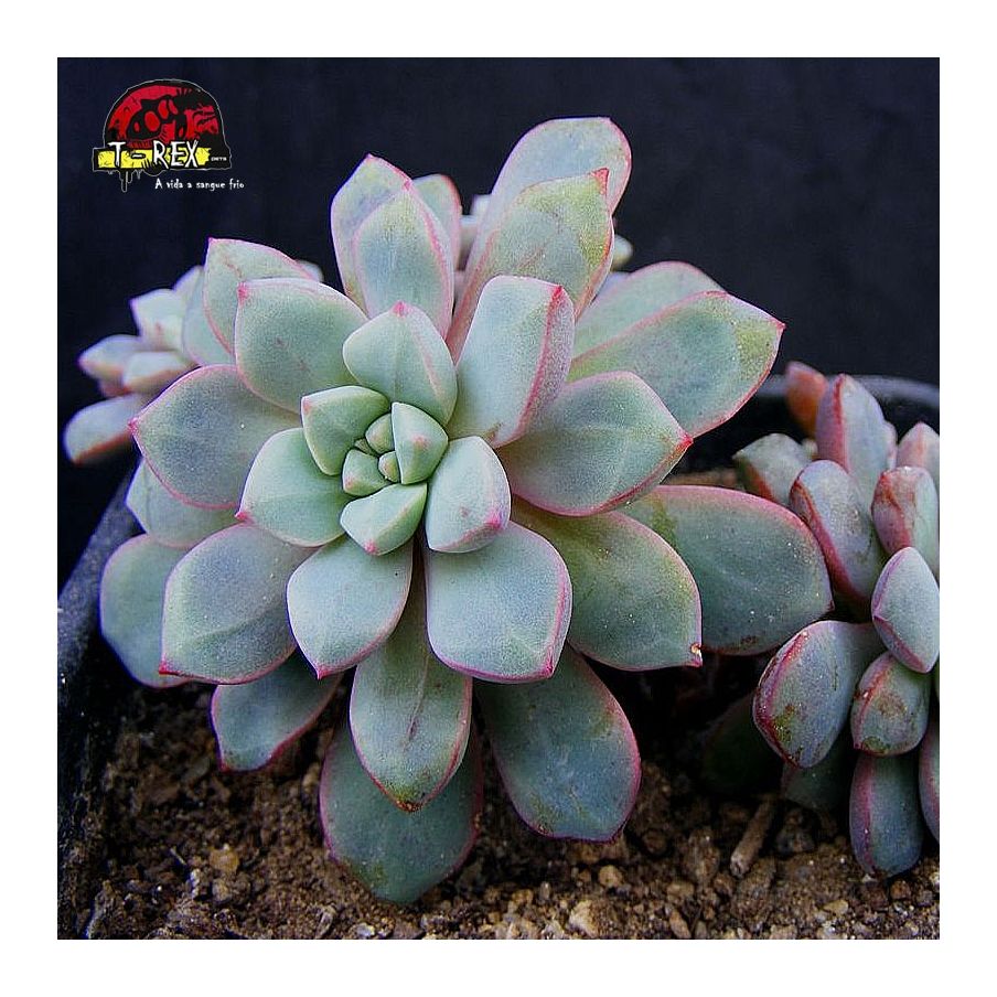 comprar suculenta echeveria subcorymbosa lau 030