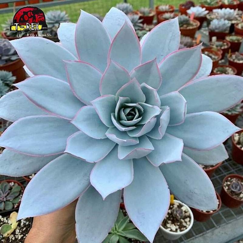 comprar echeveria cante