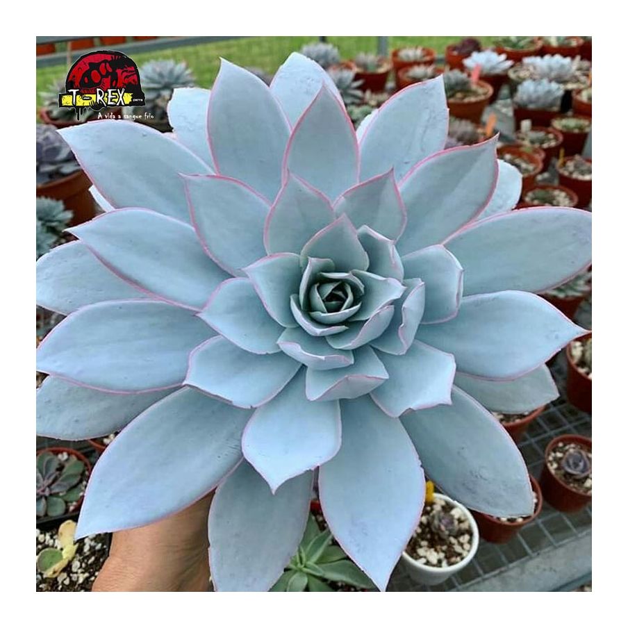 comprar echeveria cante