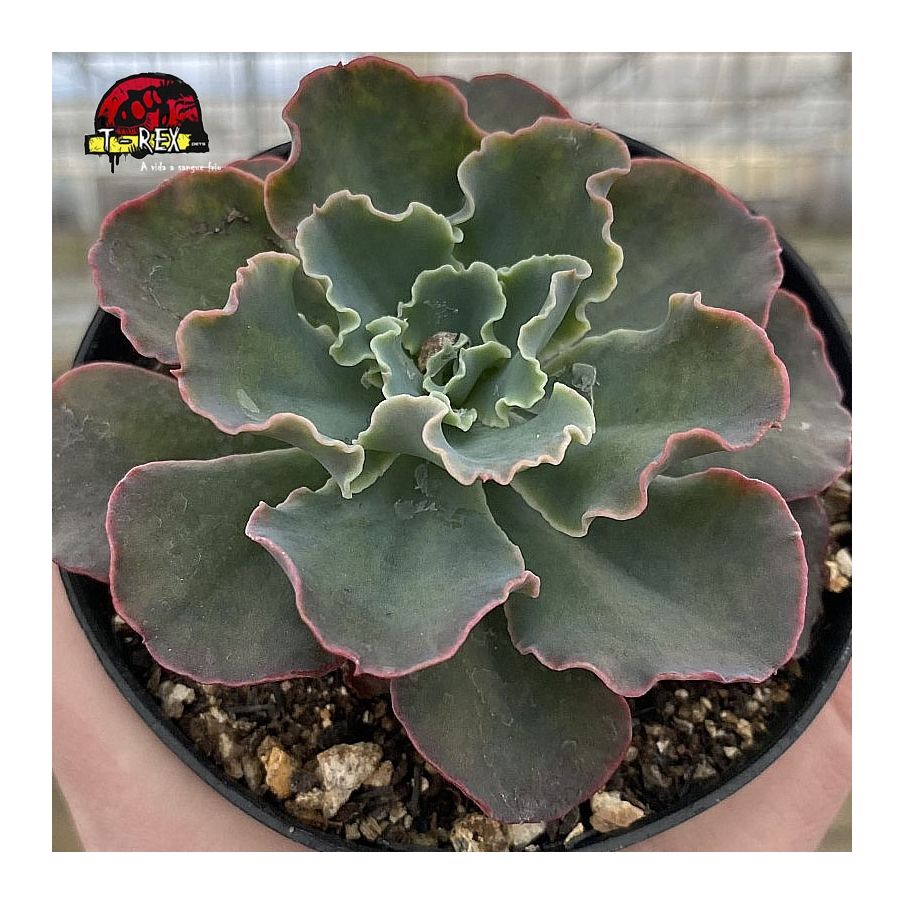 comprar suculenta echeveria blue waves