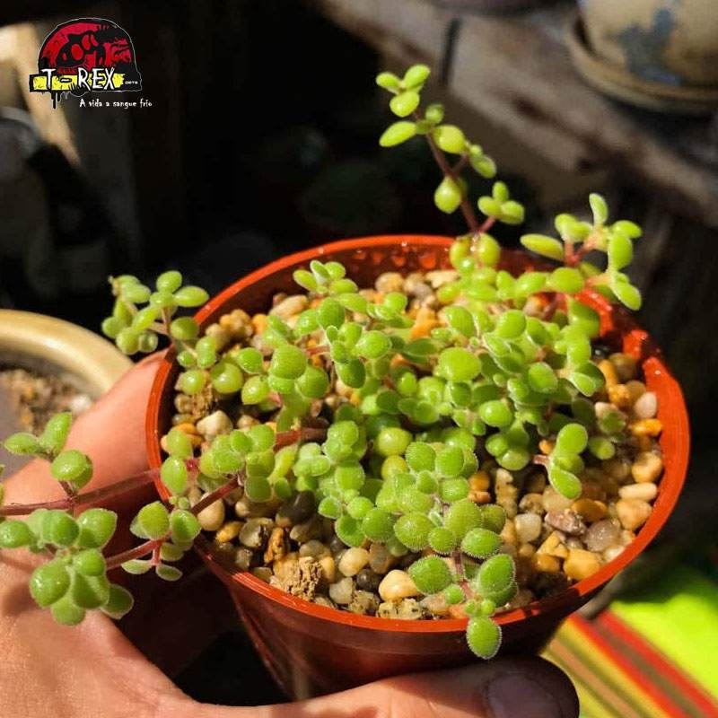 comprar suculenta crassula expansa ssp. fragilis