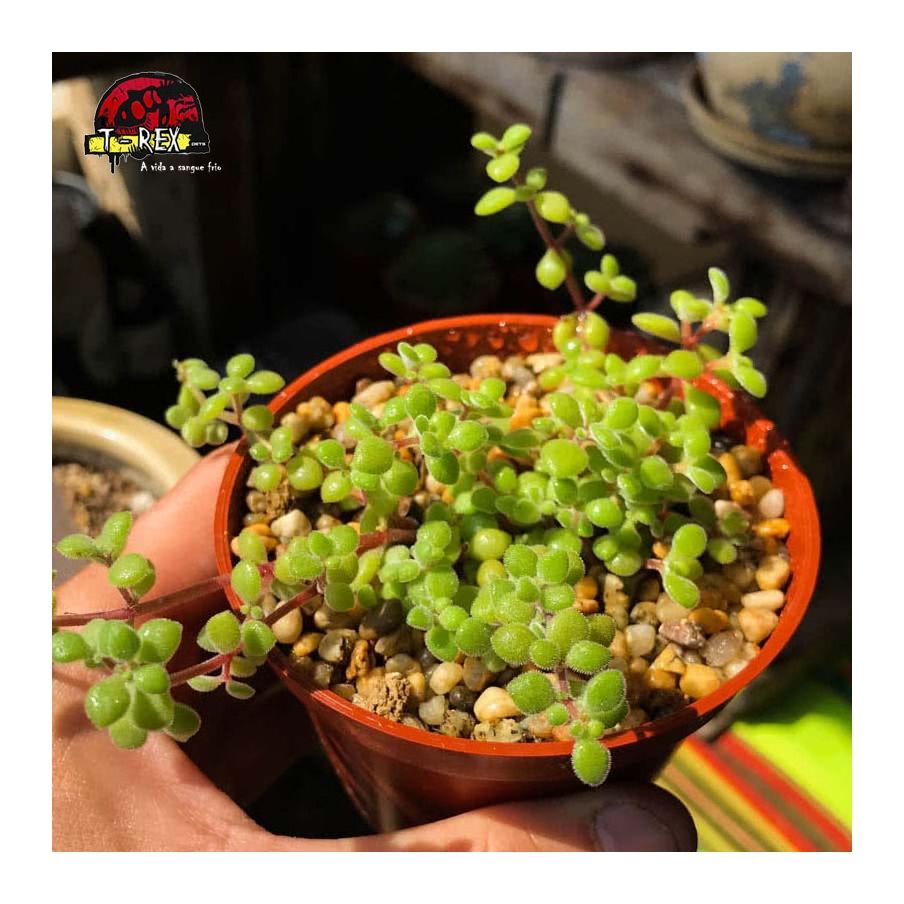 comprar suculenta crassula expansa ssp. fragilis