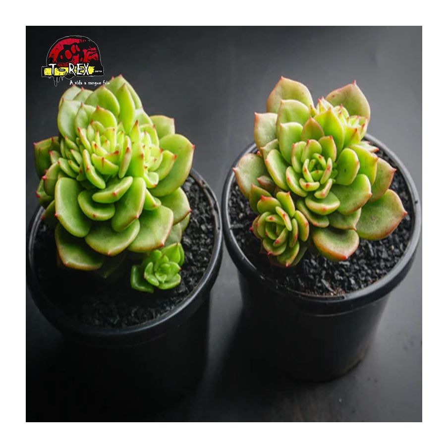 comprar suculenta echeveria rolly