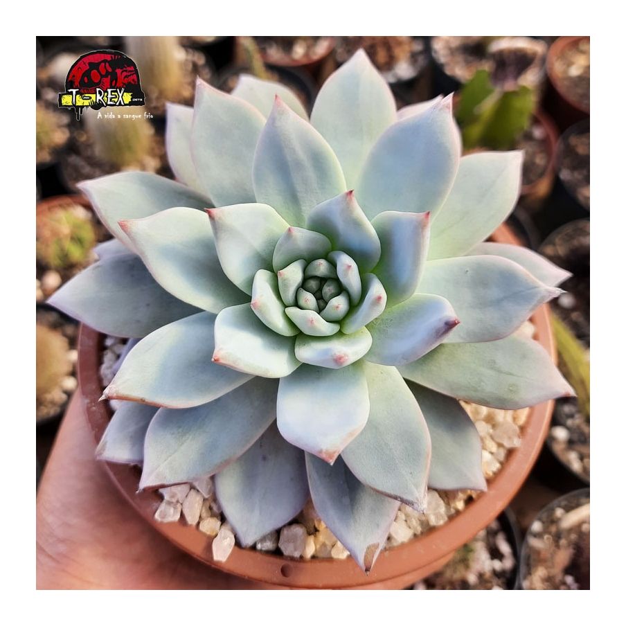 comprar suculenta echeveria blue bird
