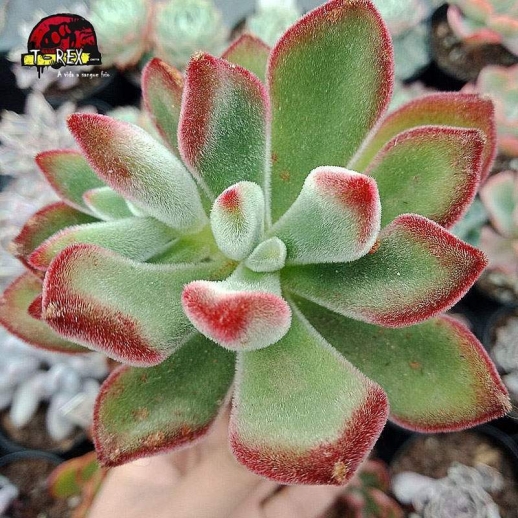 comprar suculenta echeveria pulvinata