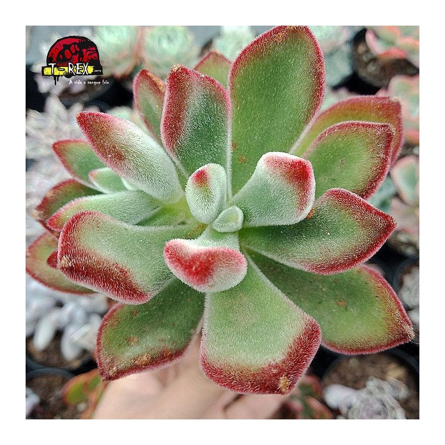 comprar suculenta echeveria pulvinata