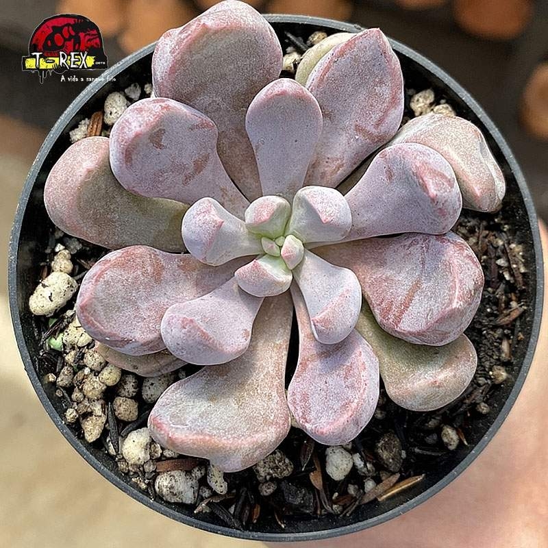 comprar suculenta echeveria topsy debbie